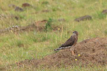 Obraz na płótnie Canvas a buzzard sits on a hill in the savannah of Maasai Mara NP