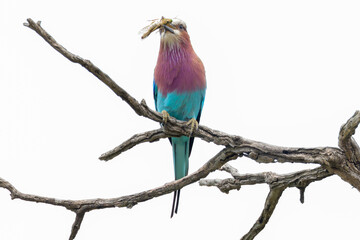 Fototapeta premium a lilac breasted roller with a grasshopper in its beak