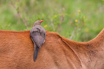 an oxpecker bird sits on an antelope