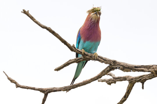 a lilac breasted roller with a grasshopper in its beak