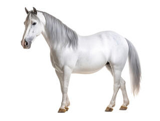 Obraz na płótnie Canvas a white horse with a grey mane
