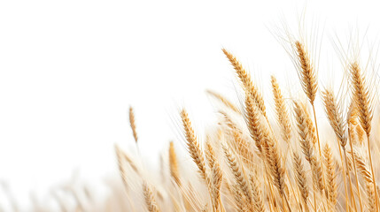 Fototapeta premium Golden wheat ears on white background with copy space