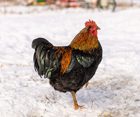 Free range cock in the winter