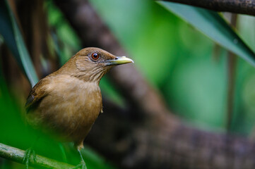 Clay-colored Thrush - Turdus grayi in a gaden, San Jose, Costa Rica