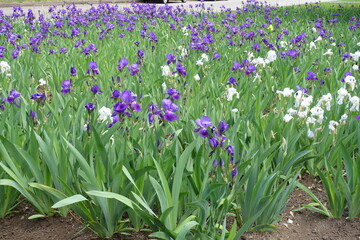 Lots of purple, white and yellow flowers of Iris germanica in mid May