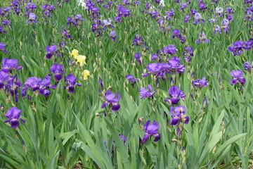 Purple, yellow and white flowers of Iris germanica in mid May