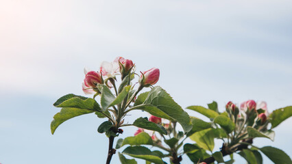 Fototapeta na wymiar Blooming branches of apple tree on a background of blue sky, selective focus. Natural flowering background. Web banner