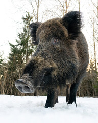 Big wild boar closeup in the forest at winter - 734802501