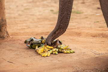 Éléphant d'Asie mangeant des bananes