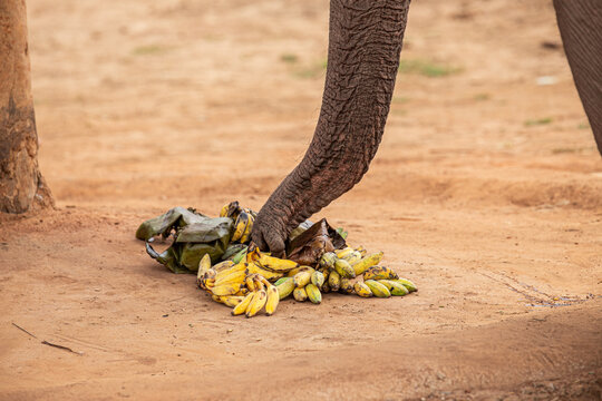 &Eacute;l&eacute;phant d'Asie mangeant des bananes