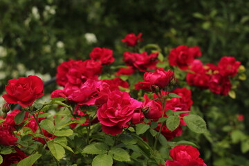 Obraz premium Roses in the home garden