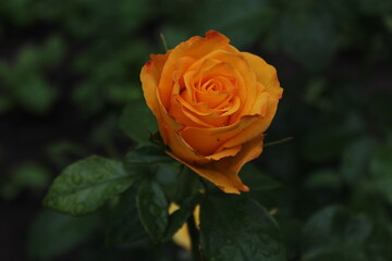 Yellow rose in the home garden