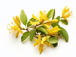 Yellow honeysuckle flowers and leaves
