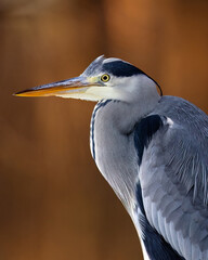Grey heron portrait at sunrise forest - 734803157