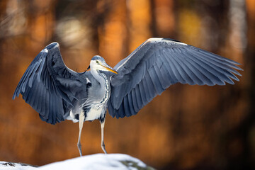 Grey heron wingspread at sunrise