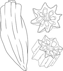 Hand drawn okra plants, Abelmoschus Esculentus. Vector coloring pages of eco healthy food.	