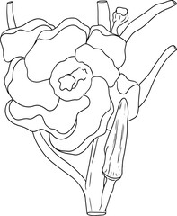 Hand drawn okra plants, Abelmoschus Esculentus. Vector coloring pages of eco healthy food.	