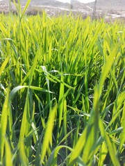 green grass in the wind