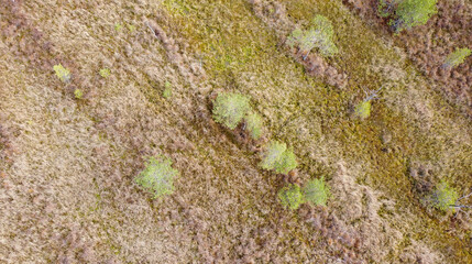Aerial landscape of green autumn forest and yellow grass flooded with sunlight, top view.