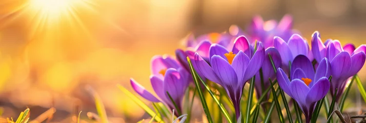 Rolgordijnen Close-up of blooming purple crocus flowers (1) © Visual Sensation