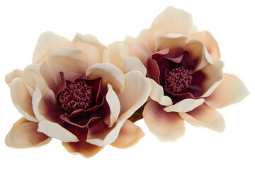 Magnolia blooms with petals isolated on white background