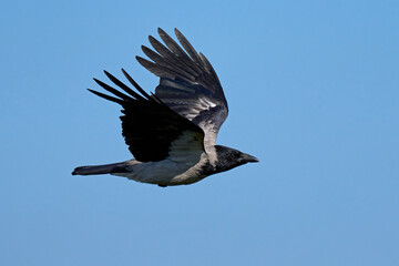 Hooded crow (Corvus cornix)