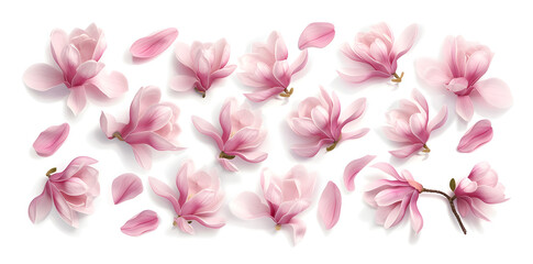 Magnolia blooms with petals top view  isolated on white background