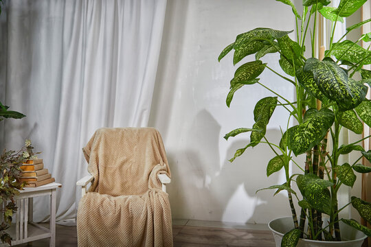 A modern cozy beautiful room with chair, green plants, small table and curtains. Interior and background. Location for photo shooting