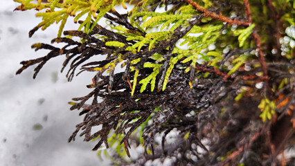 Little sick thuja cypress. An evergreen tree in the yard in early spring or winter with dead black branches. Plants in the garden after winter