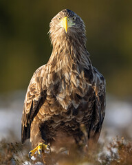 Adult white-tailed eagle walking in the bog scenery at winter