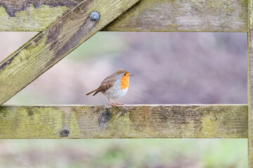 Robin on gate
