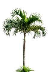 Green palm tree isolated on white background