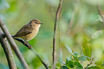 Common Chiffchaff