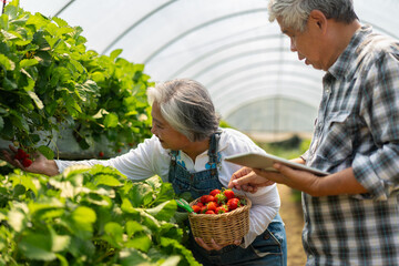 Happy cute couple Asian couple senior farmer working on an organic strawberry farm and harvest picking strawberries. Farm organic fresh harvested strawberry and Agriculture industry.