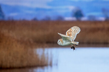 Barn Owl over lake