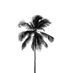Fototapeta na wymiar Black palm tree graphic illustration isolated on white background