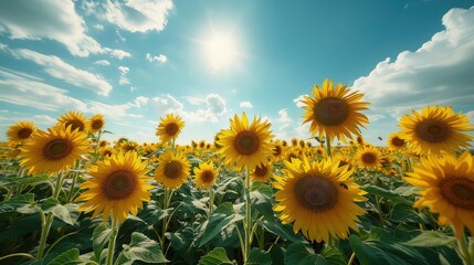 Obraz premium View of the expansive sunflower garden.