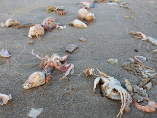 Seashells at Mui Ne beach, Vietnam