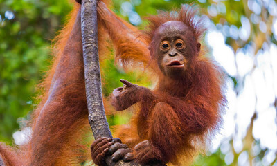 Orangutan, Pongo pygmaeus, Tanjung Puting National Park, Kalimantan, Borneo, Indonesia © Al Carrera
