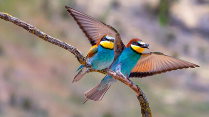 Bee-eater, Merops apiaster, Mediterranean Forest, Castilla y Leon, Spain, Europe