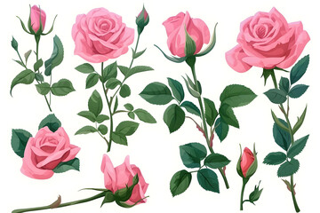 Obraz premium Collection of pink roses flowers isolated on white background
