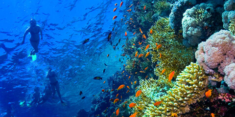 Fototapeta na wymiar Underwater Landscape, Reef Building Corals, Coral Reef, Red Sea, Egypt, Africa