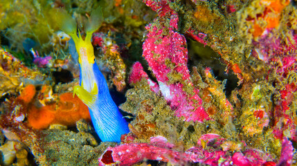 Ribbon Eel, Rhinomuraena quaesita, Reef Building Corals, Coral Reef, Lembeh, North Sulawesi, Indonesia, Asia