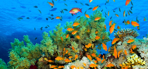 Obraz na płótnie Canvas Underwater Landscape, Reef Building Corals, Coral Reef, Red Sea, Egypt, Africa