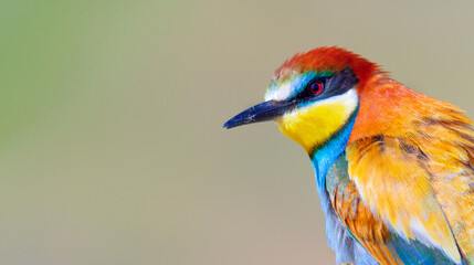 Bee-eater, Merops apiaster, Mediterranean Forest, Castilla y Leon, Spain, Europe