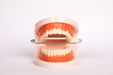 Teeth model on white background. Health and wellness