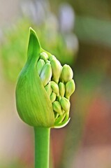 Close up of Agapanthus lily buds