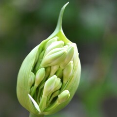 Close up of Agapanthus lily buds