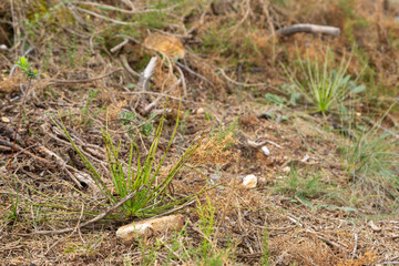 Drosophyllum lusitanicum, the Dewy Pine, in natural habitat near Sao Luis in Portugal