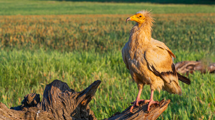 Egyptian Vulture, Neophron percnopterus, Agricultural Fields, Castilla y Leon, Spain, Europe